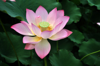 Картинка цветы лотосы фон лепестки