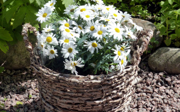 Картинка цветы ромашки плетеная корзинка