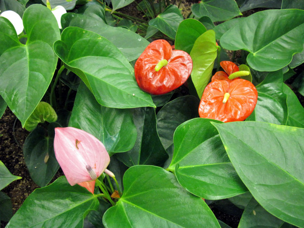 Обои картинки фото цветы, антуриум , цветок фламинго, алый