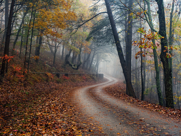 Обои картинки фото природа, дороги, лес, дорожка