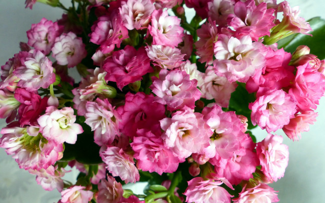 Обои картинки фото цветы, кактусы, макро