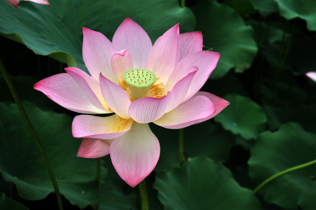 Обои картинки фото цветы, лотосы, фон, лепестки