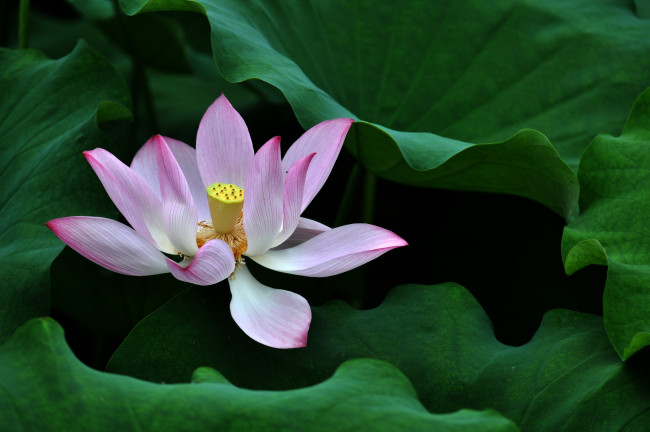 Обои картинки фото цветы, лотосы, лепестки, фон