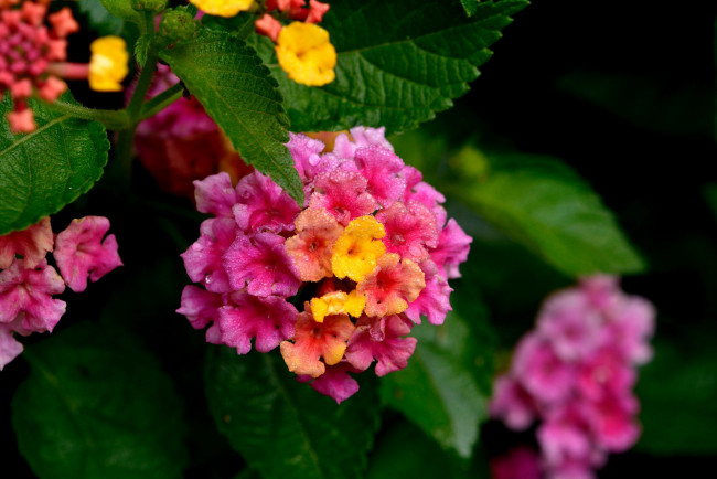 Обои картинки фото цветы, лантана, капли