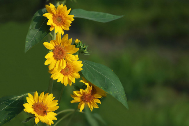 Обои картинки фото цветы, подсолнухи, лепестки, фон