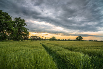 Картинка природа поля закат поле колосья деревья пейзаж