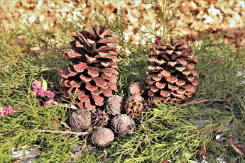 Картинка природа шишки +жёлуди +каштаны