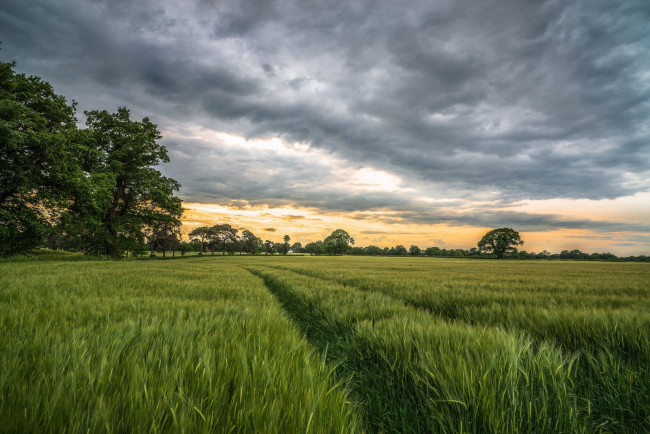 Обои картинки фото природа, поля, закат, поле, колосья, деревья, пейзаж
