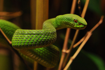 Картинка животные змеи +питоны +кобры змейка