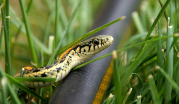 Картинка животные змеи +питоны +кобры змейка