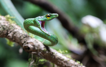 Картинка животные змеи +питоны +кобры змейка