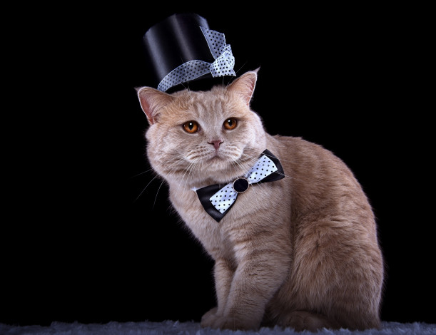 Обои картинки фото животные, коты, бантик, кошка