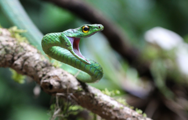 Обои картинки фото животные, змеи,  питоны,  кобры, змейка