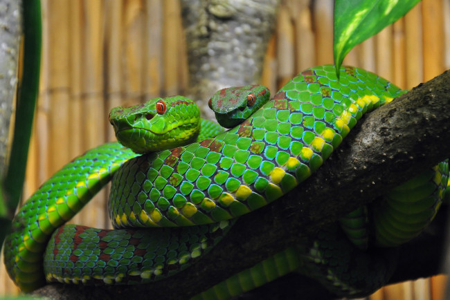 Обои картинки фото животные, змеи,  питоны,  кобры, змейка