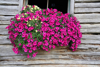 Картинка цветы петунии +калибрахоа петуния