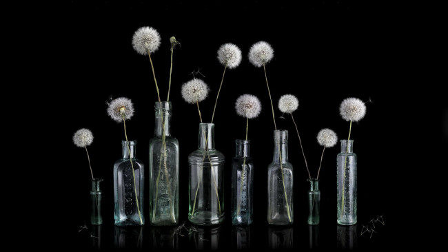 Обои картинки фото цветы, одуванчики, бутылки, пушистики