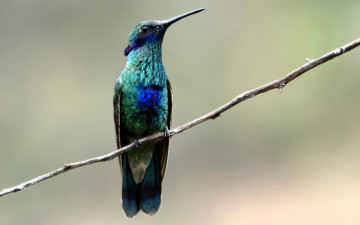 Картинка животные колибри птица ветка