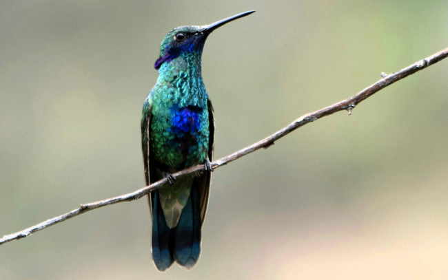 Обои картинки фото животные, колибри, птица, ветка