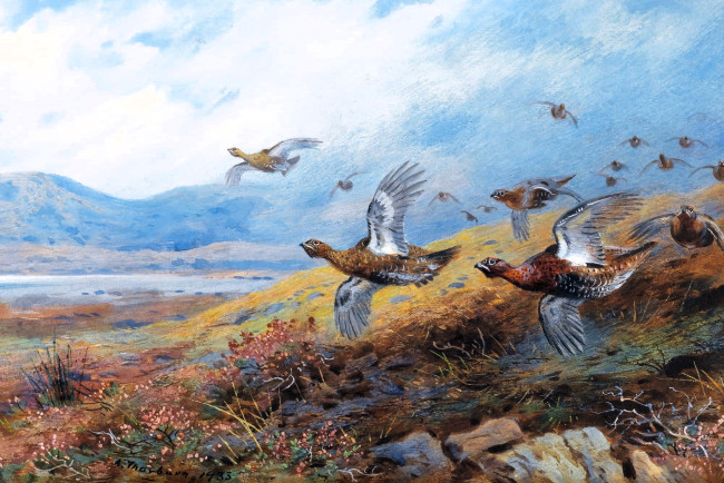 Обои картинки фото рисованное, archibald thorburn, фазаны, стая, полет, луга