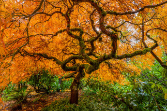 обоя природа, деревья, осень