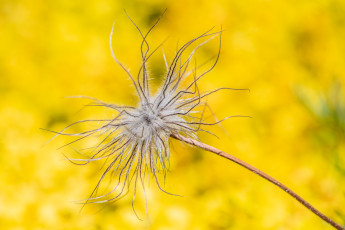 обоя природа, макро, растение