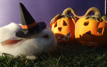 обоя праздничные, хэллоуин, кролик