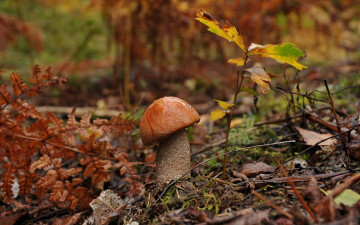 обоя природа, грибы, подосиновик, капли