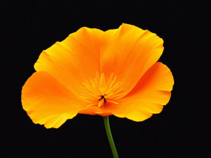 Картинка цветы эшшольция