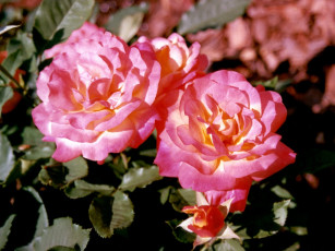 Картинка цветы розы