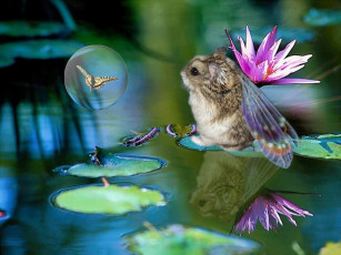 Картинка маленький эльф животные морские свинки хомяки