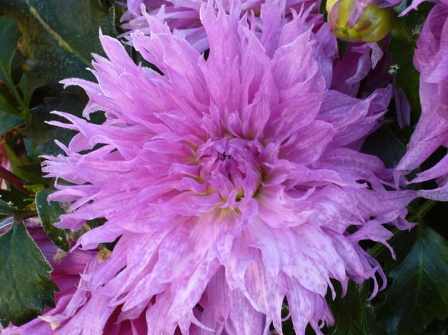 Обои картинки фото цветы, георгины