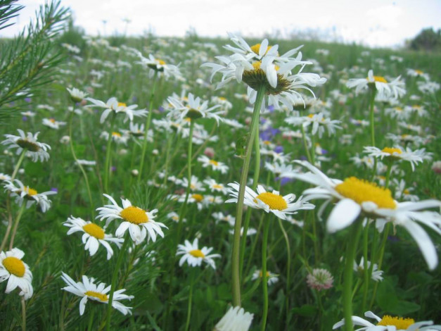 Обои картинки фото цветы, ромашки