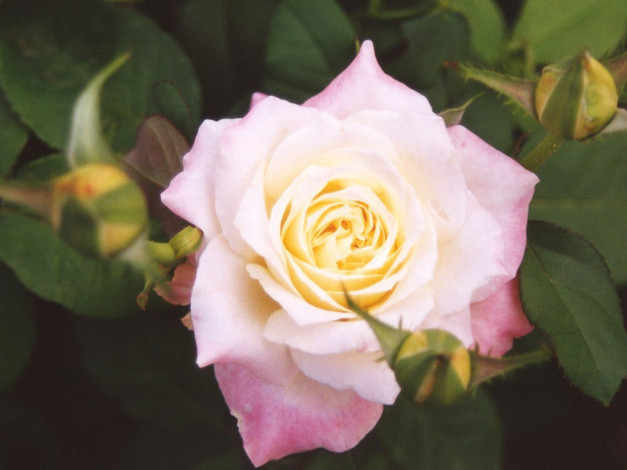 Обои картинки фото цветы, розы