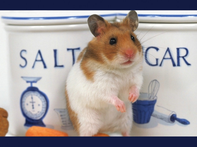 Обои картинки фото животные, морские, свинки, хомяки