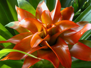 Картинка цветы