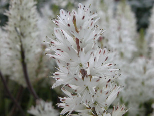 Картинка цветы