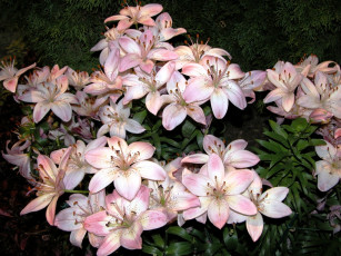 Картинка цветы лилии лилейники