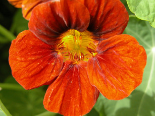 Картинка цветы настурции