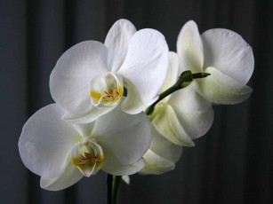 Картинка цветы орхидеи