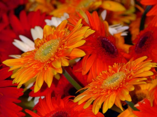 Картинка герберы цветы