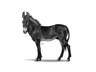 Картинка рисованные животные лошади