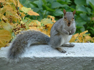 Картинка животные белки