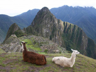 Картинка животные ламы