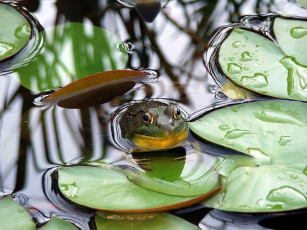 Картинка животные лягушки