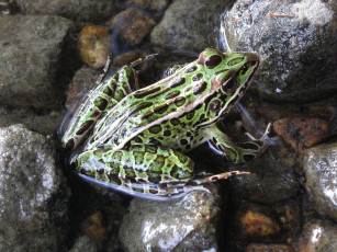 Картинка животные лягушки