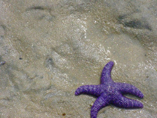 Картинка животные морские звёзды