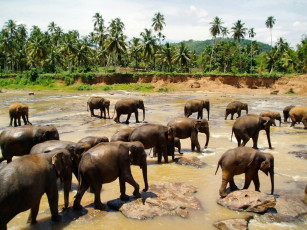 Картинка животные слоны