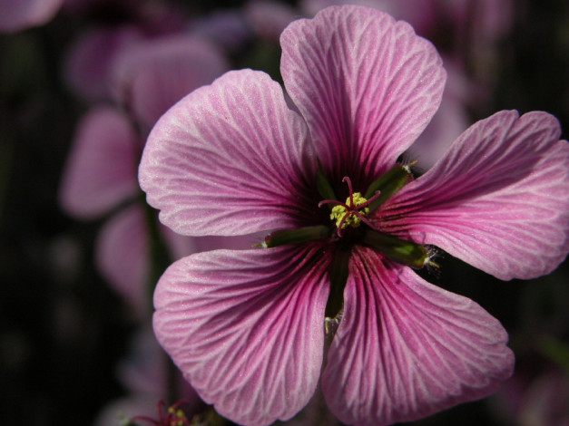 Обои картинки фото цветы