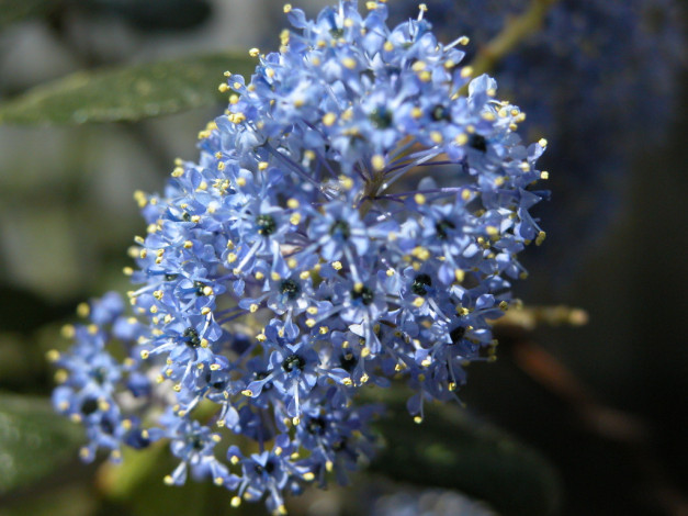 Обои картинки фото цветы