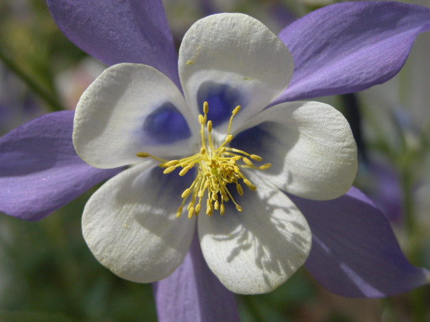 Обои картинки фото цветы, аквилегия, водосбор